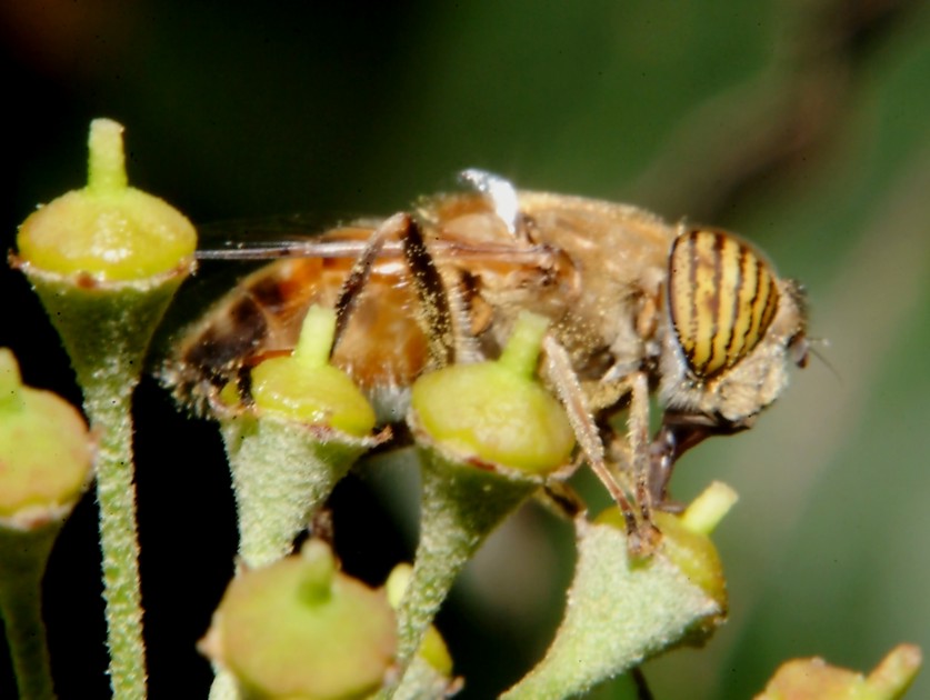 Le foto con il nuovo flash